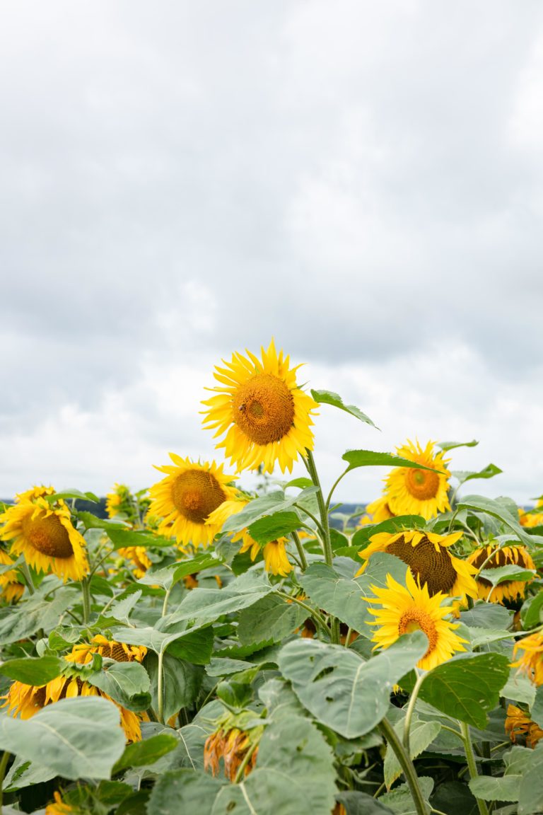 Août - Tournesol (Normandie)